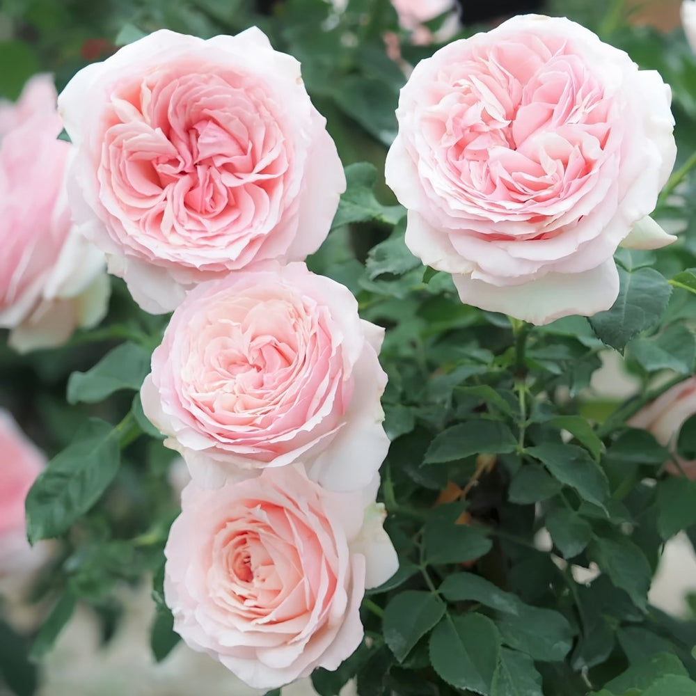 Haruno Rose Plant|春乃 image 7