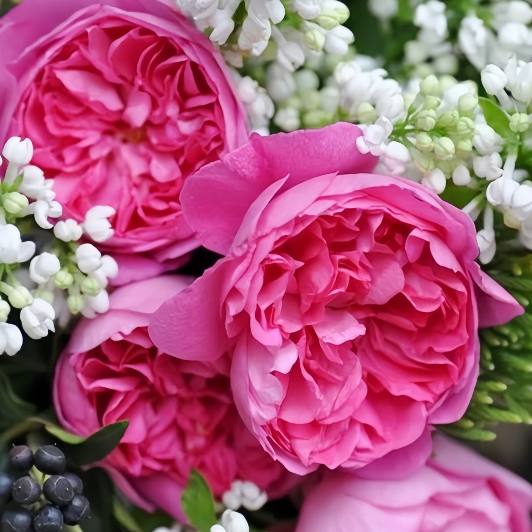 Raphael Rose Plant｜拉斐尔 image 5