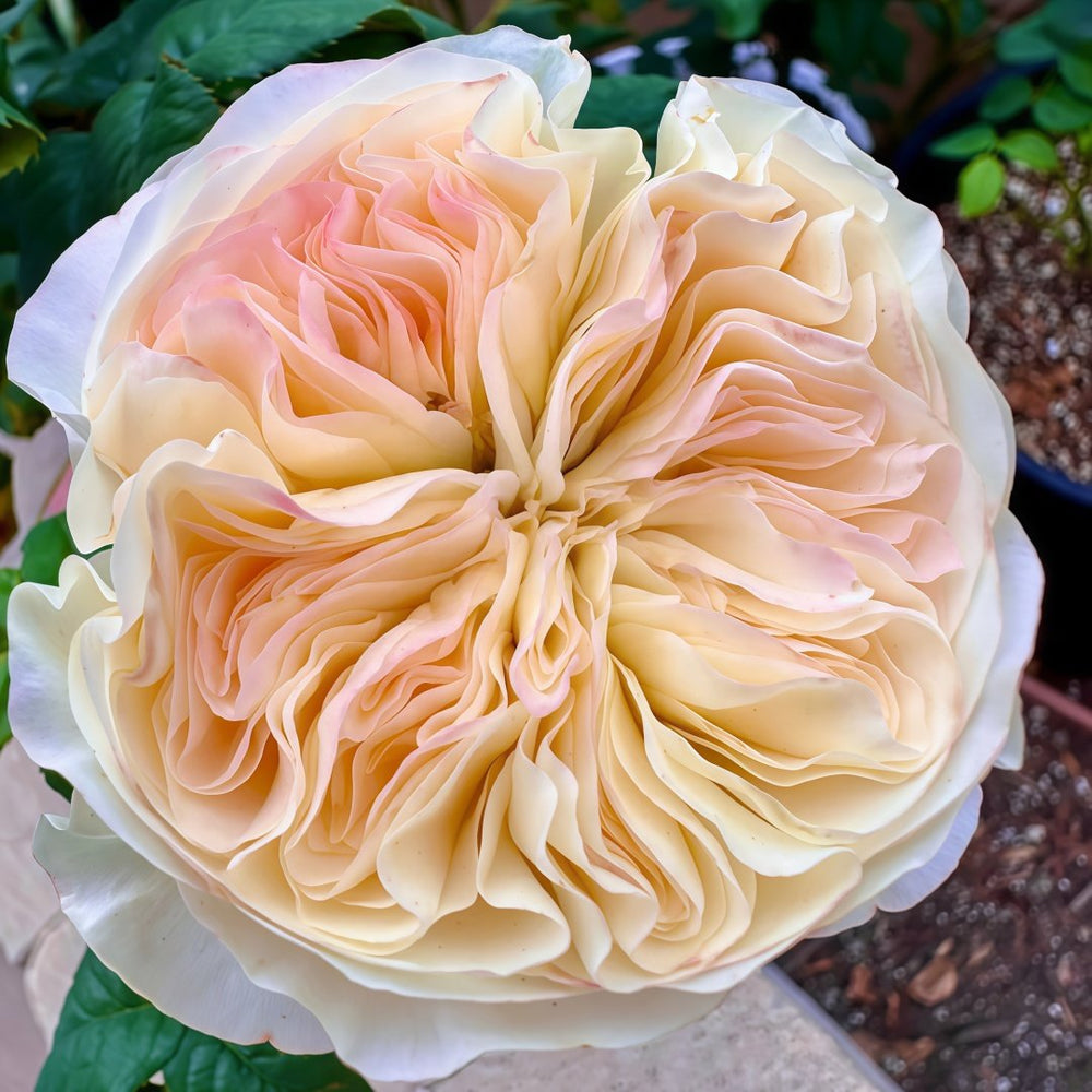 Stanley Abbey Rose Plant｜斯坦利修道院 image 3