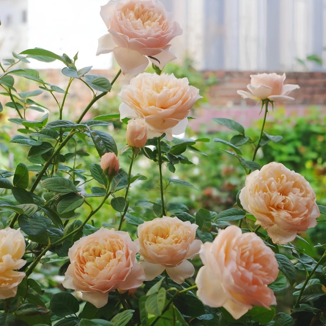 Totoro Rose Plant｜龙猫 image 9