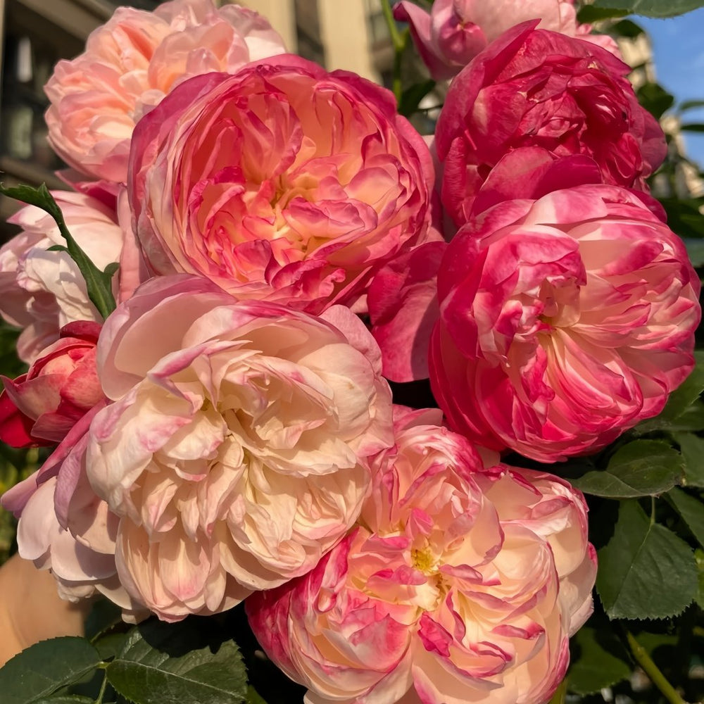 Dream Light Rose Plant｜梦光环 image 5