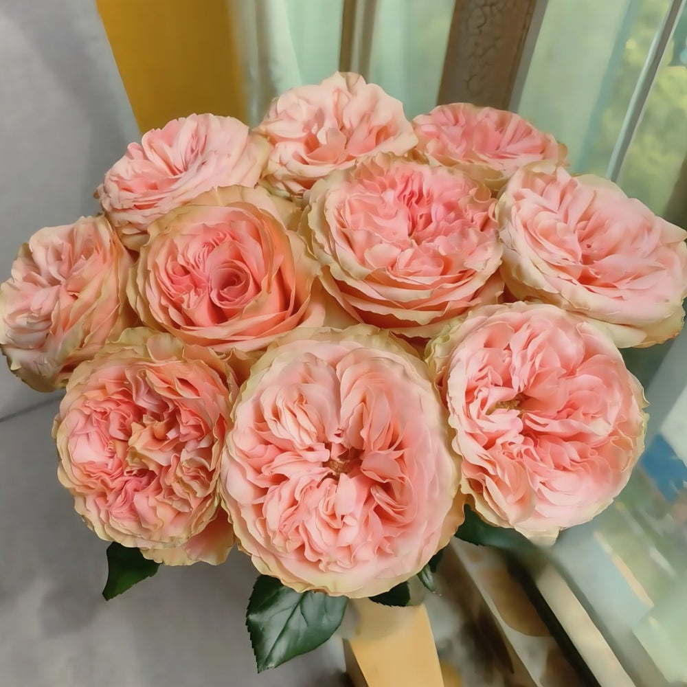 Kahala Rose Plant|卡哈拉 image 7