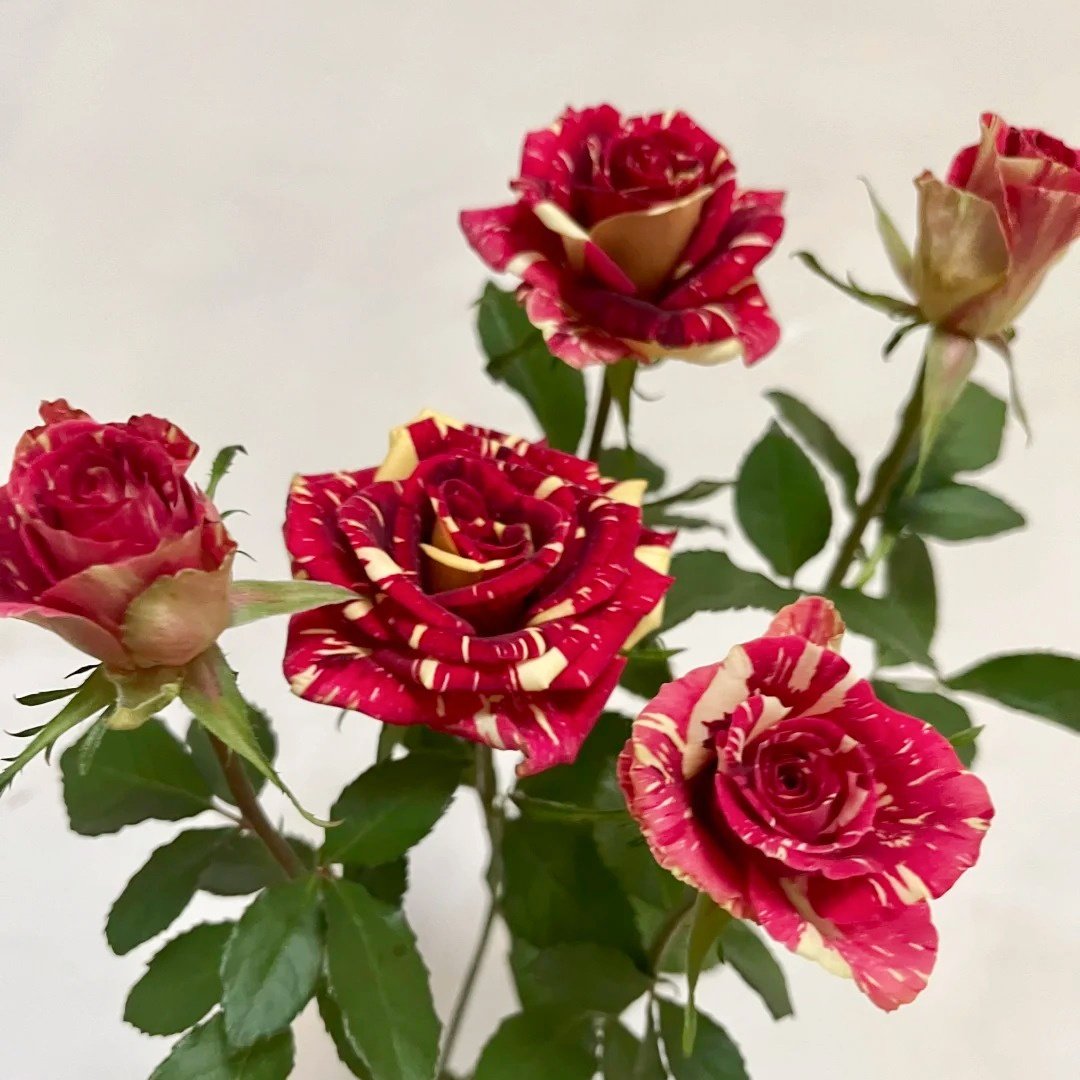 Abracadabra Rose Plant|流星雨 image 5