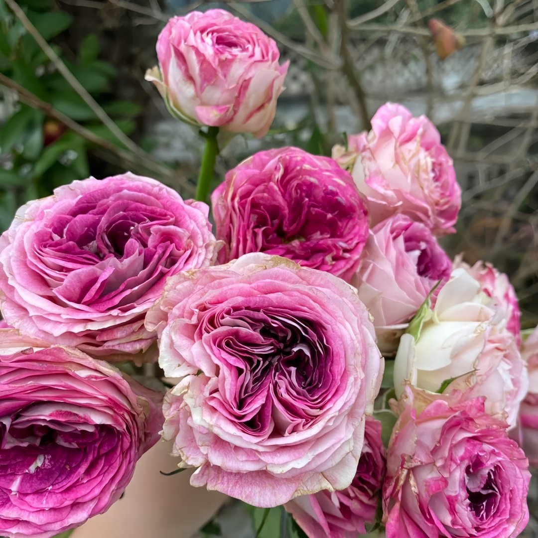 Dory Rose Plant|多莉 image 7
