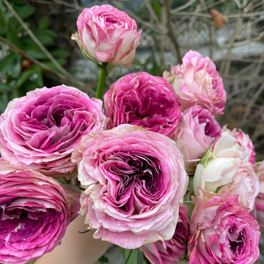 Dory Rose Plant|多莉 image 7
