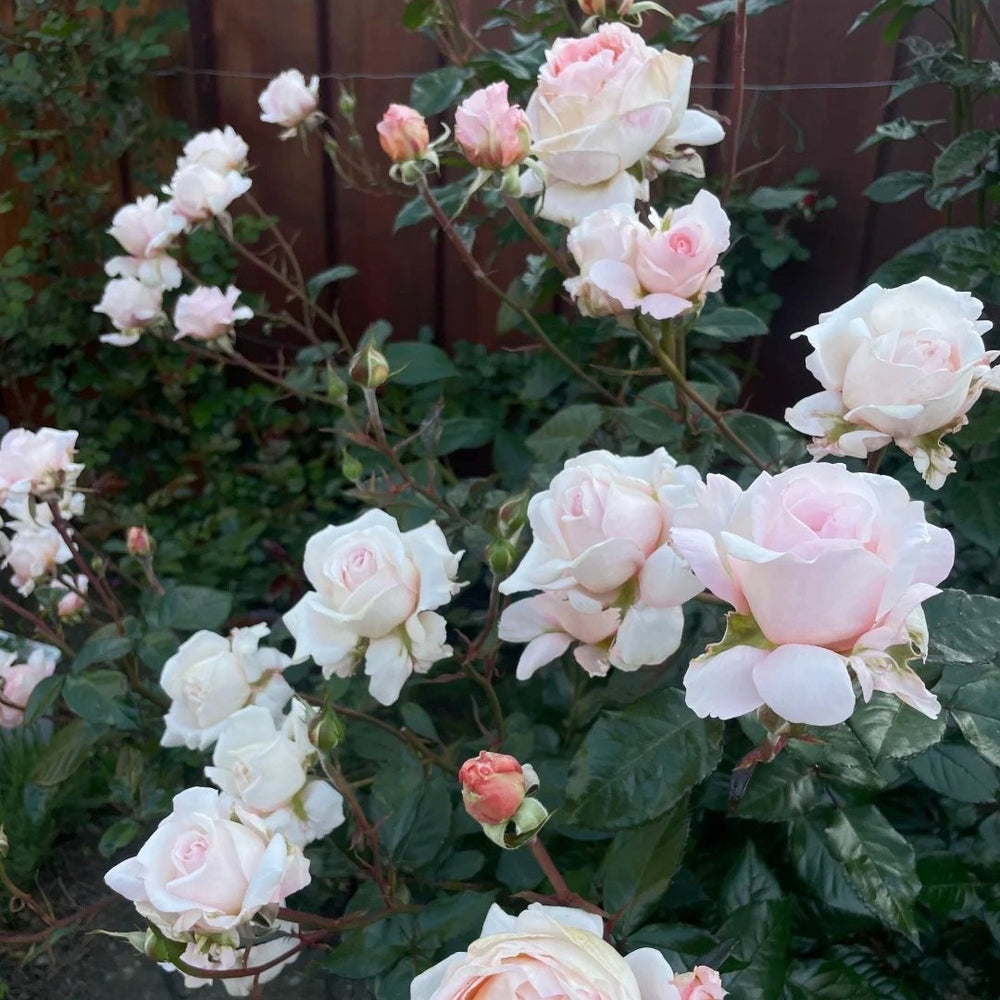 Grossherzogin Luise Rose Plant|大公夫人 image 4