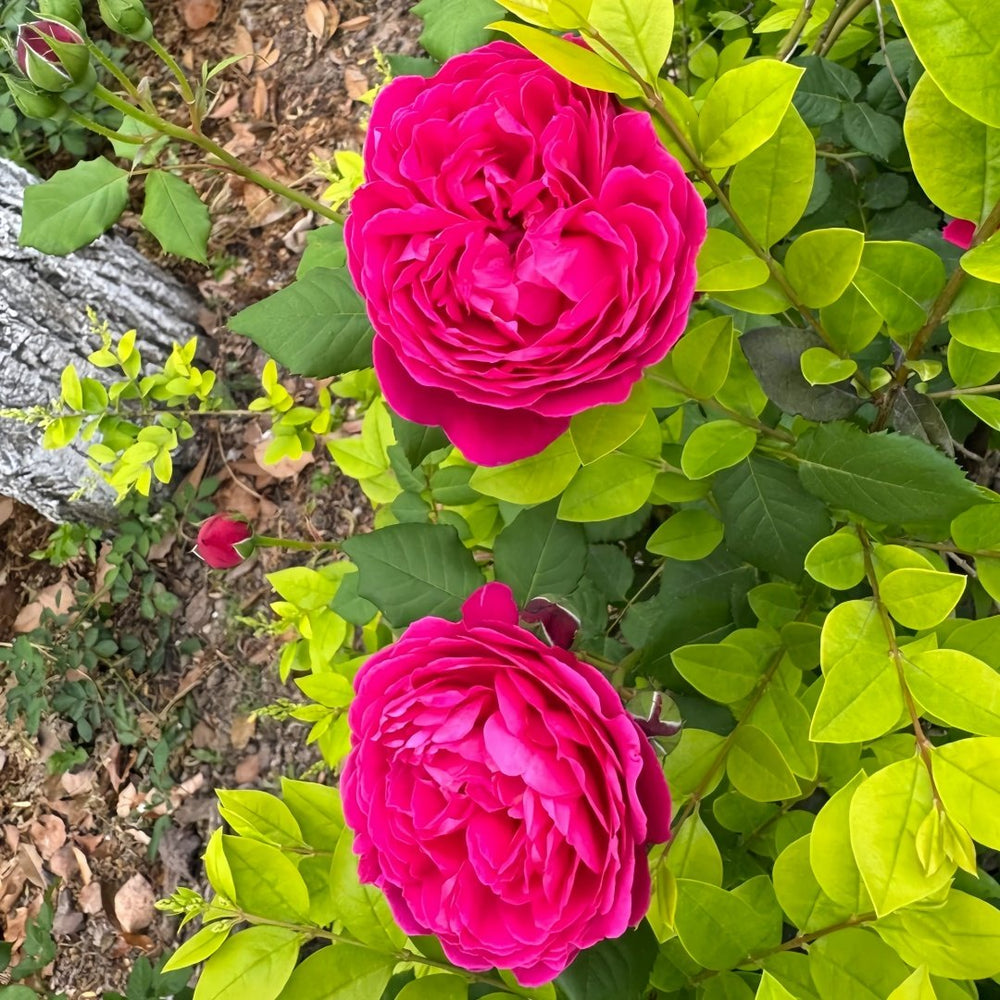 Cybelle Rose Plant｜熹蓓儿 image 8