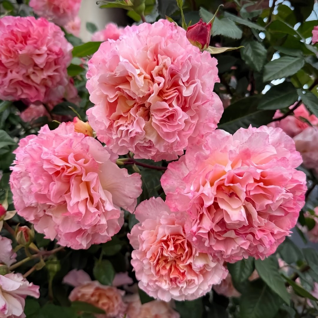 Augusta Luise Rose Plant| 奥古斯塔路易斯 image 4