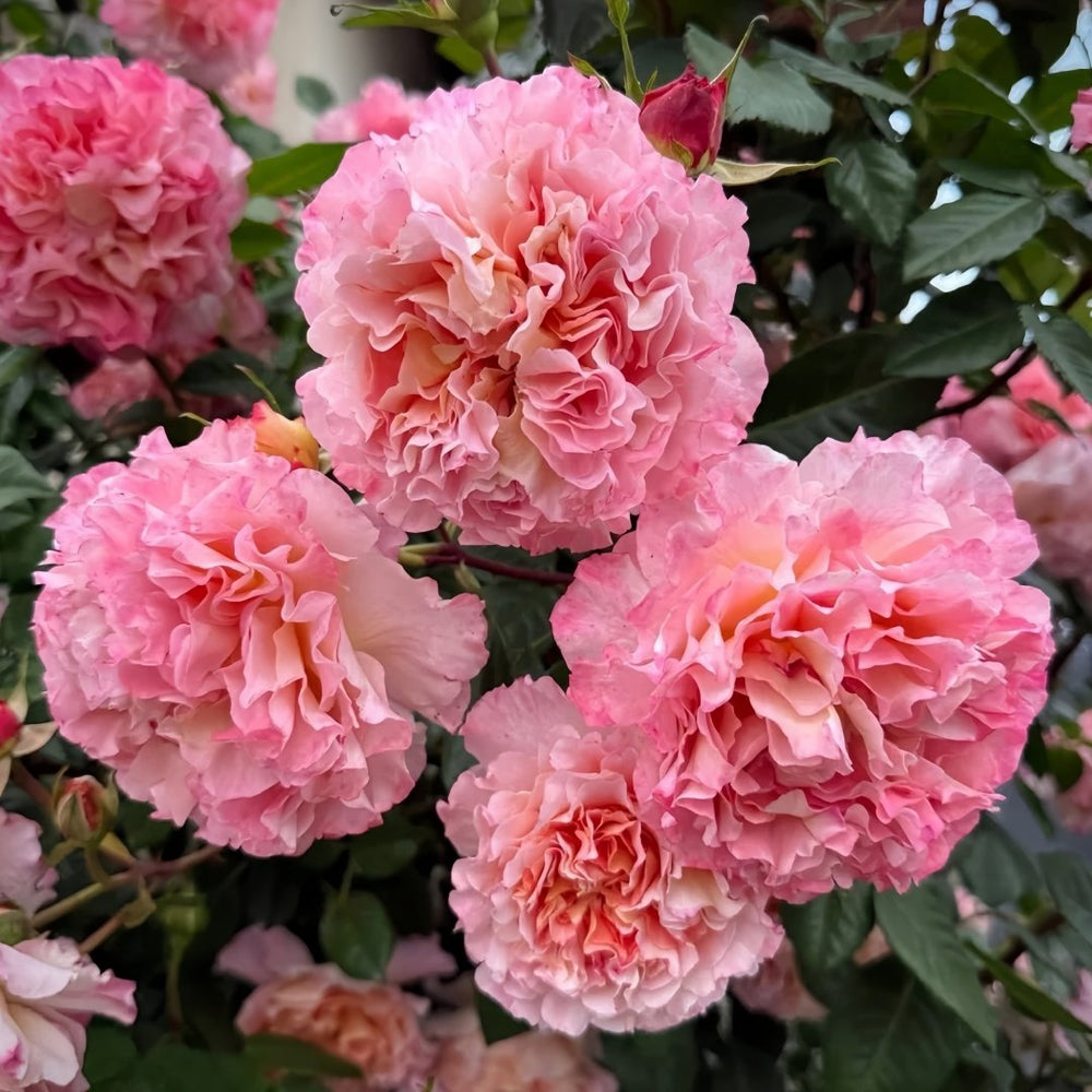 Augusta Luise Rose Plant| 奥古斯塔路易斯 image 4