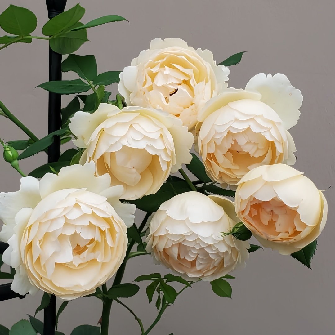 Wollerton Old Hall Rose Plant|沃勒顿老庄园 image 1