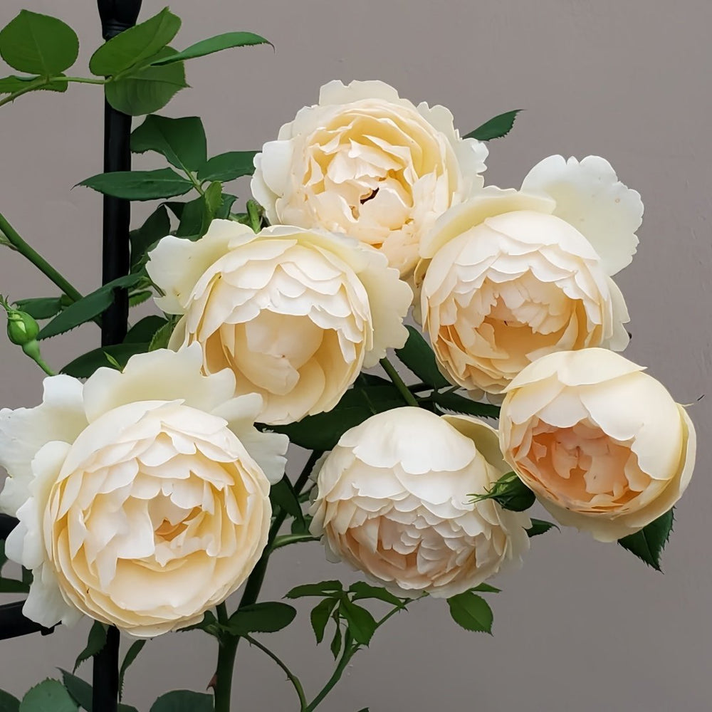 Wollerton Old Hall Rose Plant|沃勒顿老庄园 image 1
