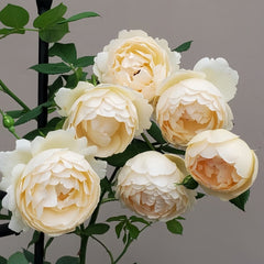 Wollerton Old Hall Rose Plant|沃勒顿老庄园 image 1