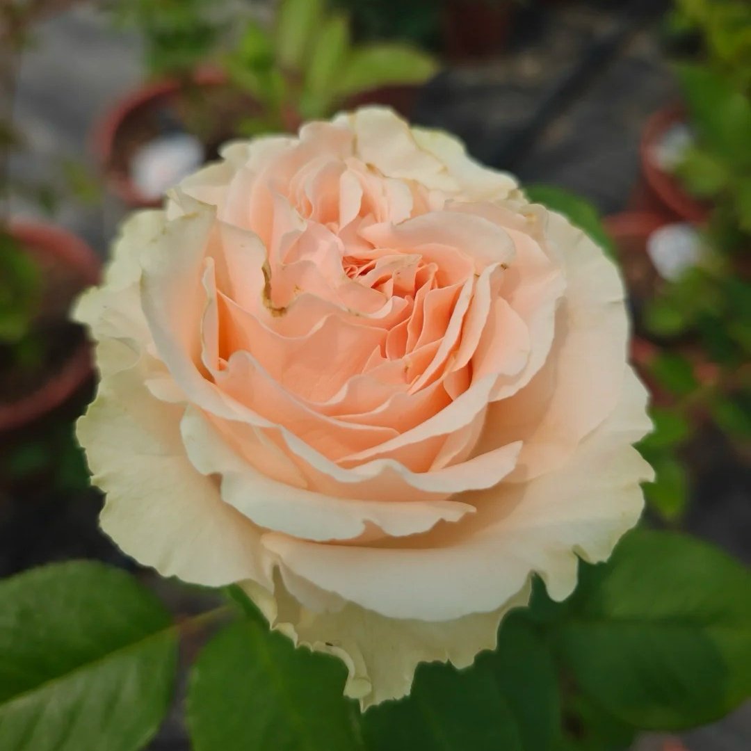 Doris Day Rose Plant|多丽丝·戴 image 2