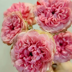 Lovely Raspberry Rose Plant|可爱覆盆子/可爱树莓 image 3