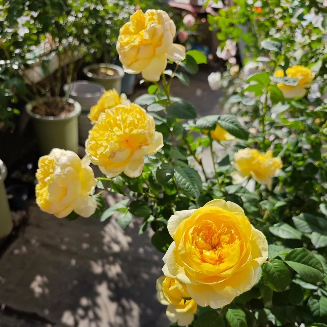Jeanne d’Arc Rose Plant｜圣女贞德 image 5