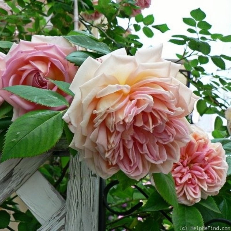 Janet Rose Plant｜珍妮特 image 2