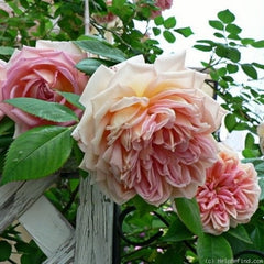 Janet Rose Plant｜珍妮特 image 2