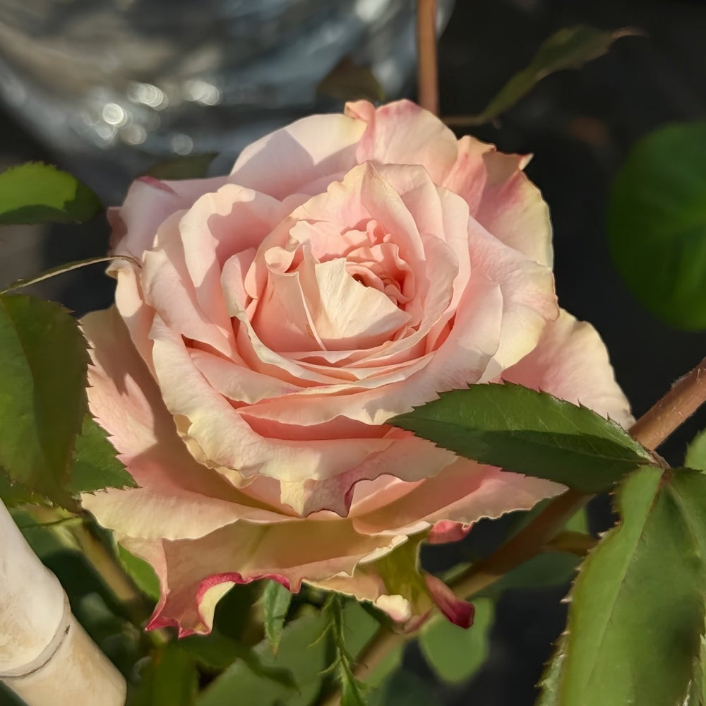 Escalante Rose Plant | 埃斯卡兰特 image 3