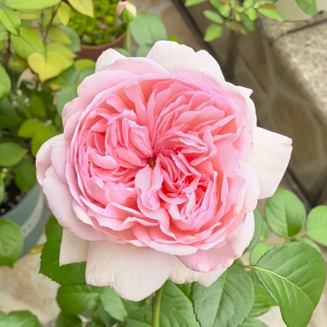Mauritia Rose Plant｜远古大陆 image 2