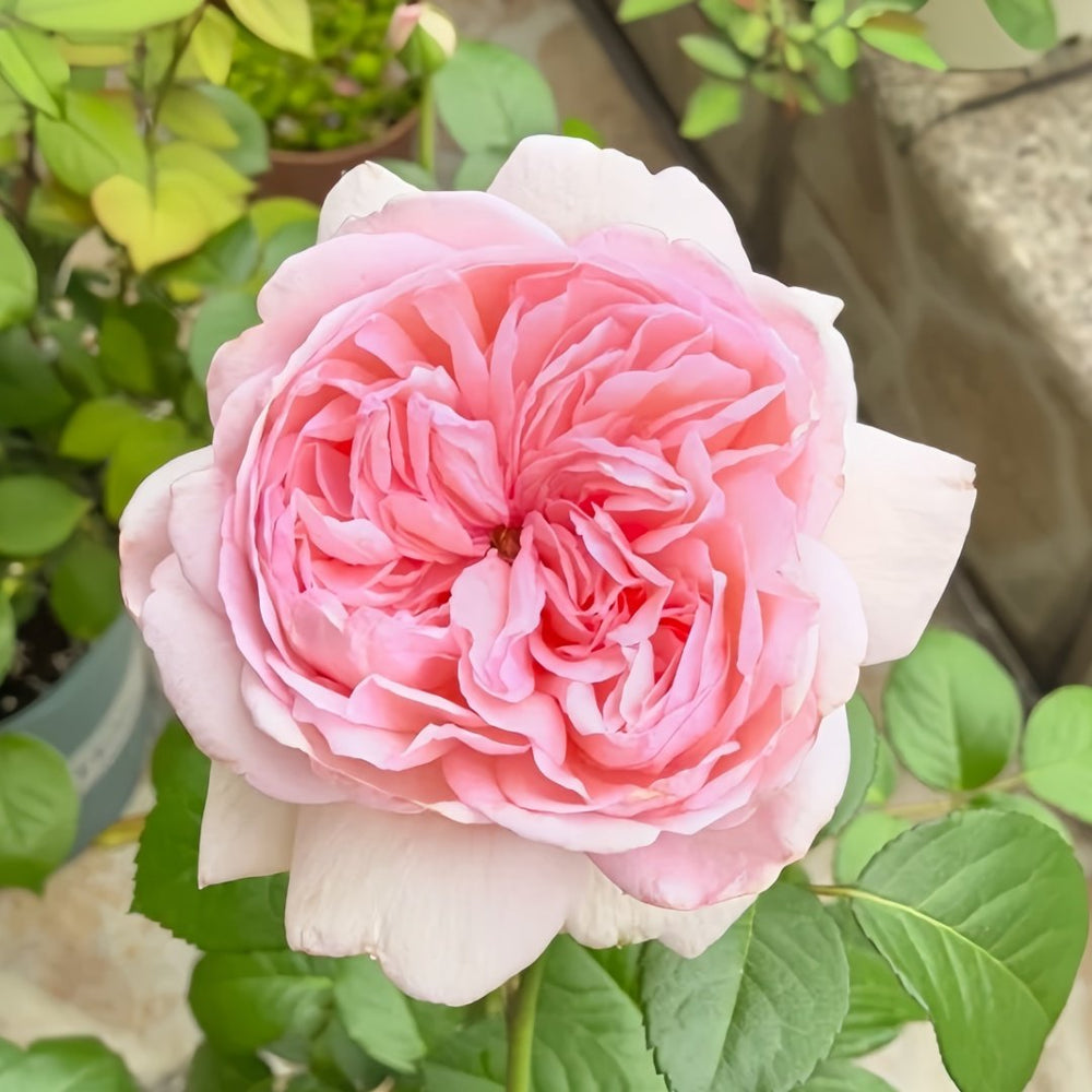 Mauritia Rose Plant｜远古大陆 image 2