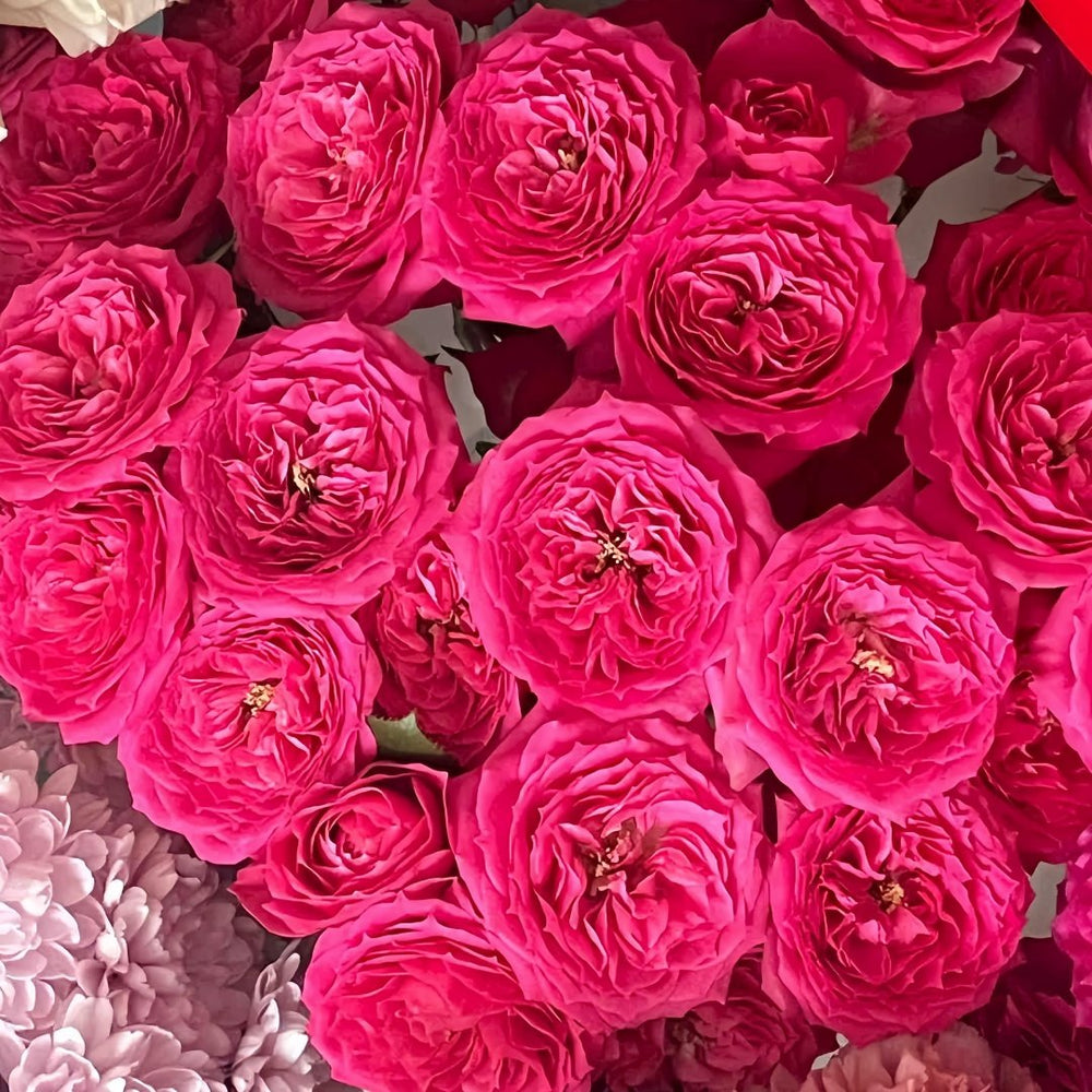 Baby Sophie Rose Plant｜苏菲宝贝 image 3
