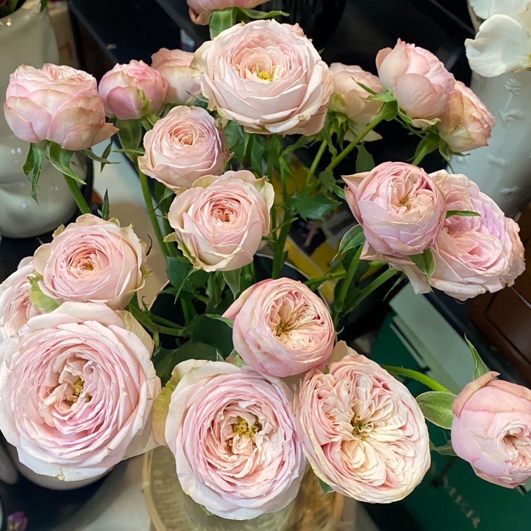 Royal Blush Rose Plant|皇家腮红 image 3