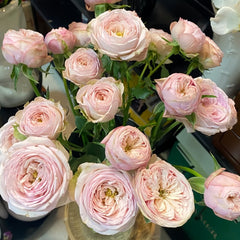 Royal Blush Rose Plant|皇家腮红 image 3