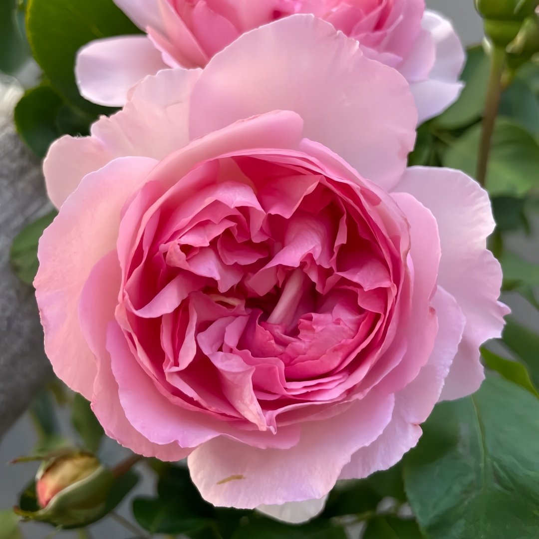 Fragrance of Fragrances Rose Plant｜伊芙魂之香水 image 2