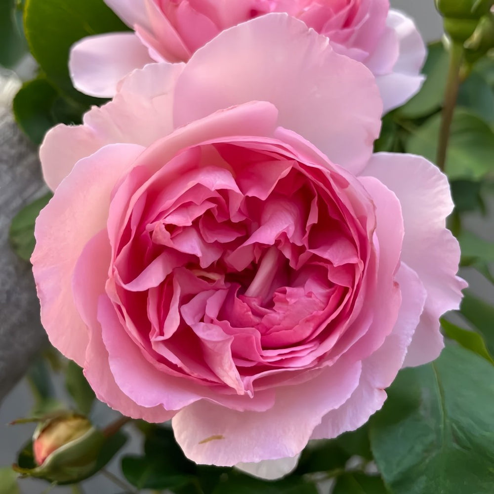 Fragrance of Fragrances Rose Plant｜伊芙魂之香水 image 2
