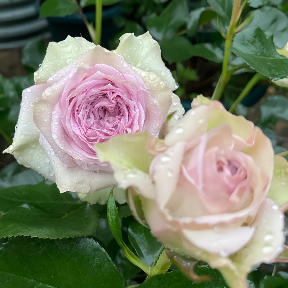 Silver Rain Rose Plant|银雨 image 3