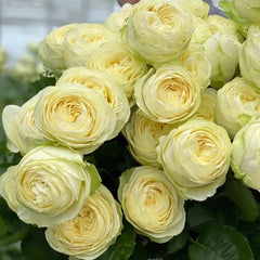 Pure blond Rose Plant｜金发碧眼 image 1