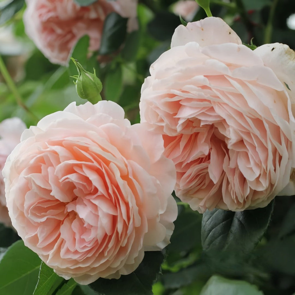 William Morris Rose Plant|威廉莫里斯 image 1
