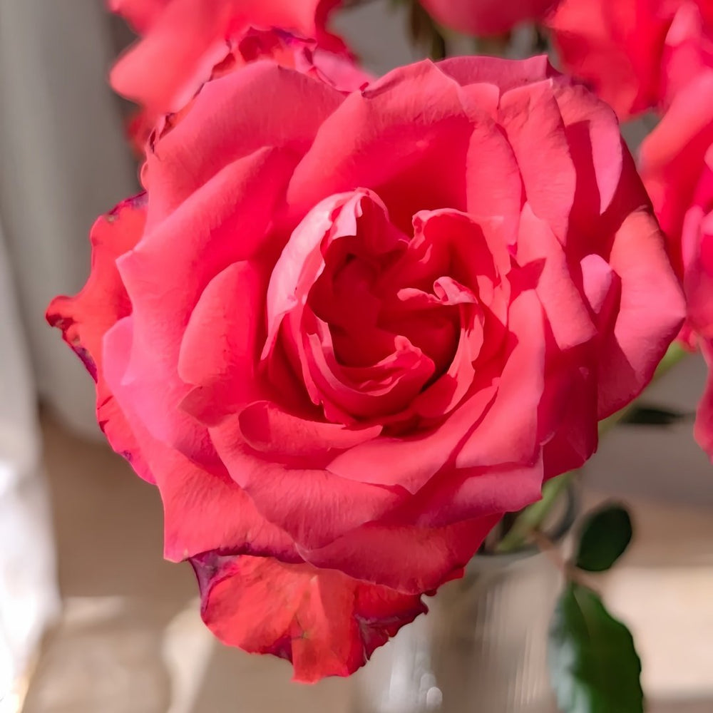 Yuhaitang Rose Plant｜玉海棠 image 2