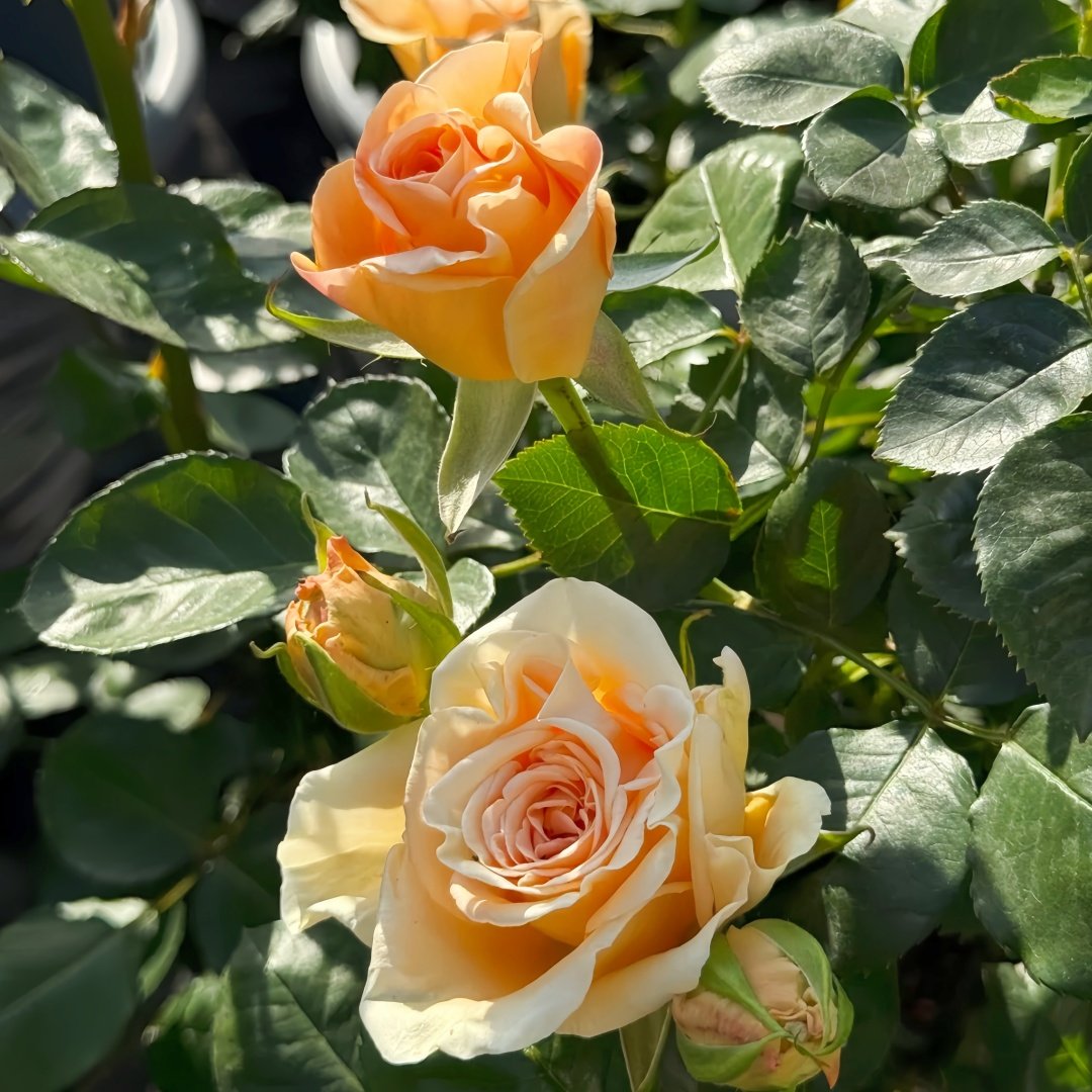 Peach Wave Rose Plant｜桃色波 image 9