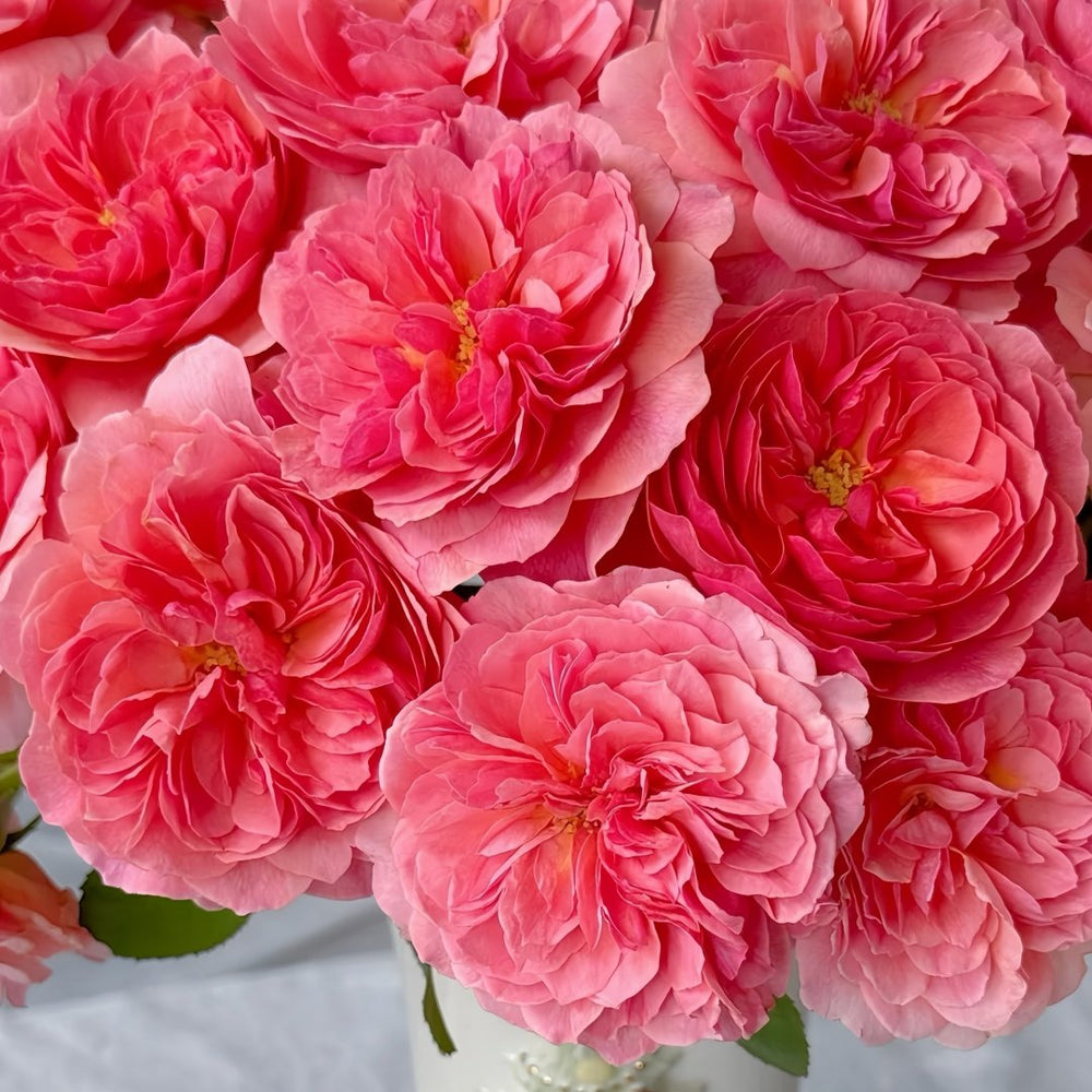 Kaori Kazari Rose Plant|香织装饰 image 5