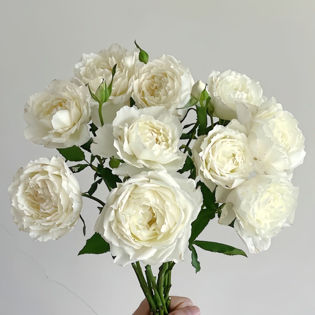 Shizuku Rose Plant|心之水滴 image 0
