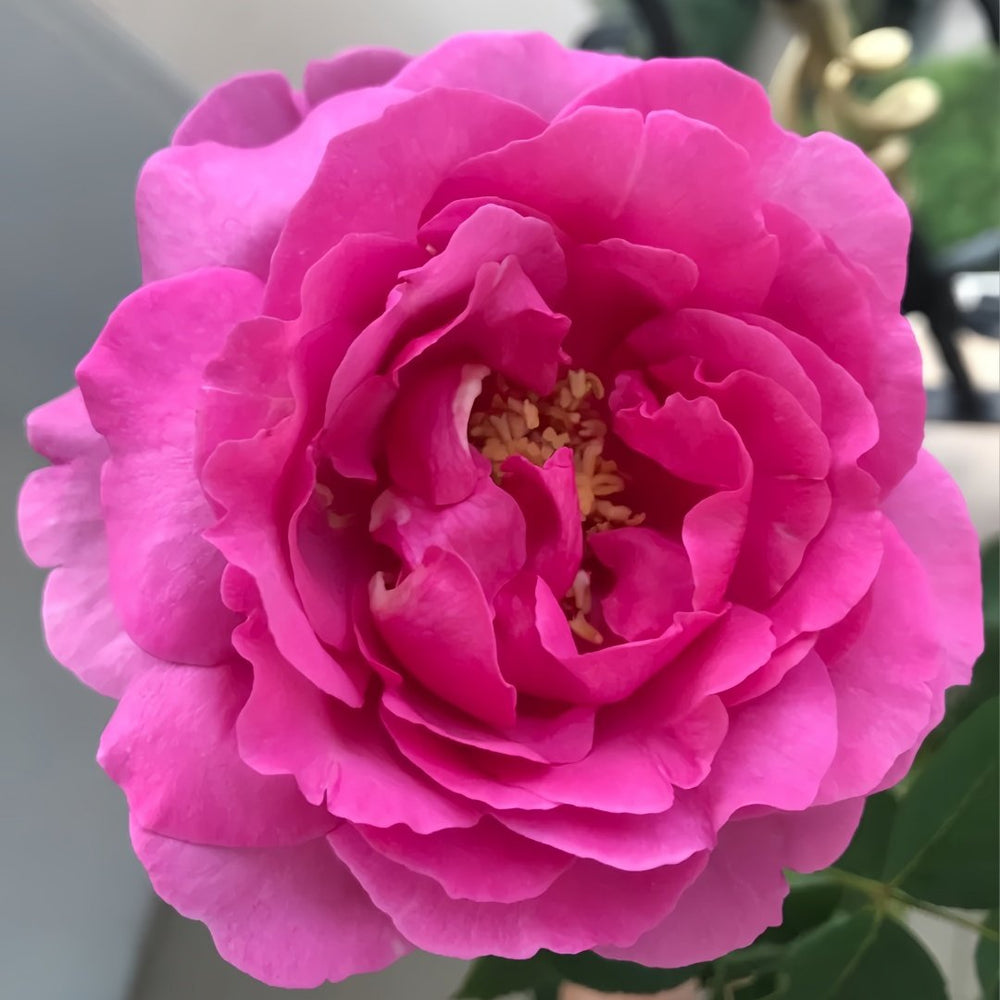 Yves loriot Rose Plant|伊芙里奥 image 7