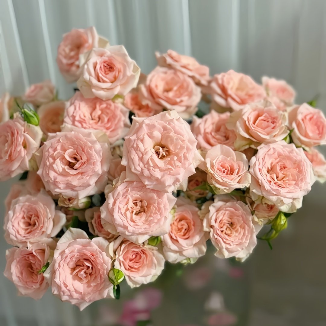 Sweet Sara Rose Plant｜甜蜜萨拉 image 6