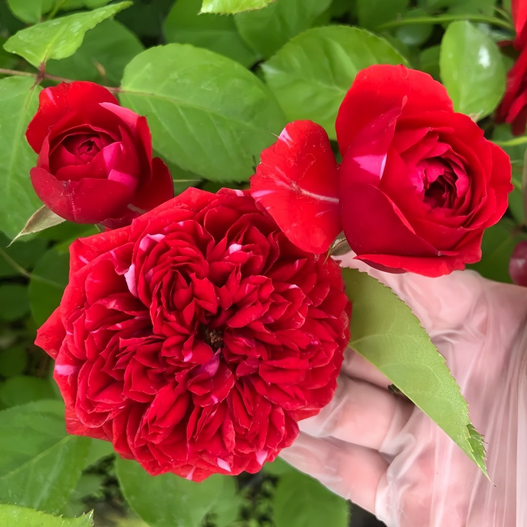 Mix Berry Rose Plant｜玫瑰浆果 image 1