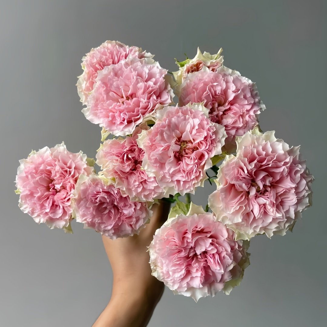Fancy Rora Rose Plant｜情迷罗拉 image 2