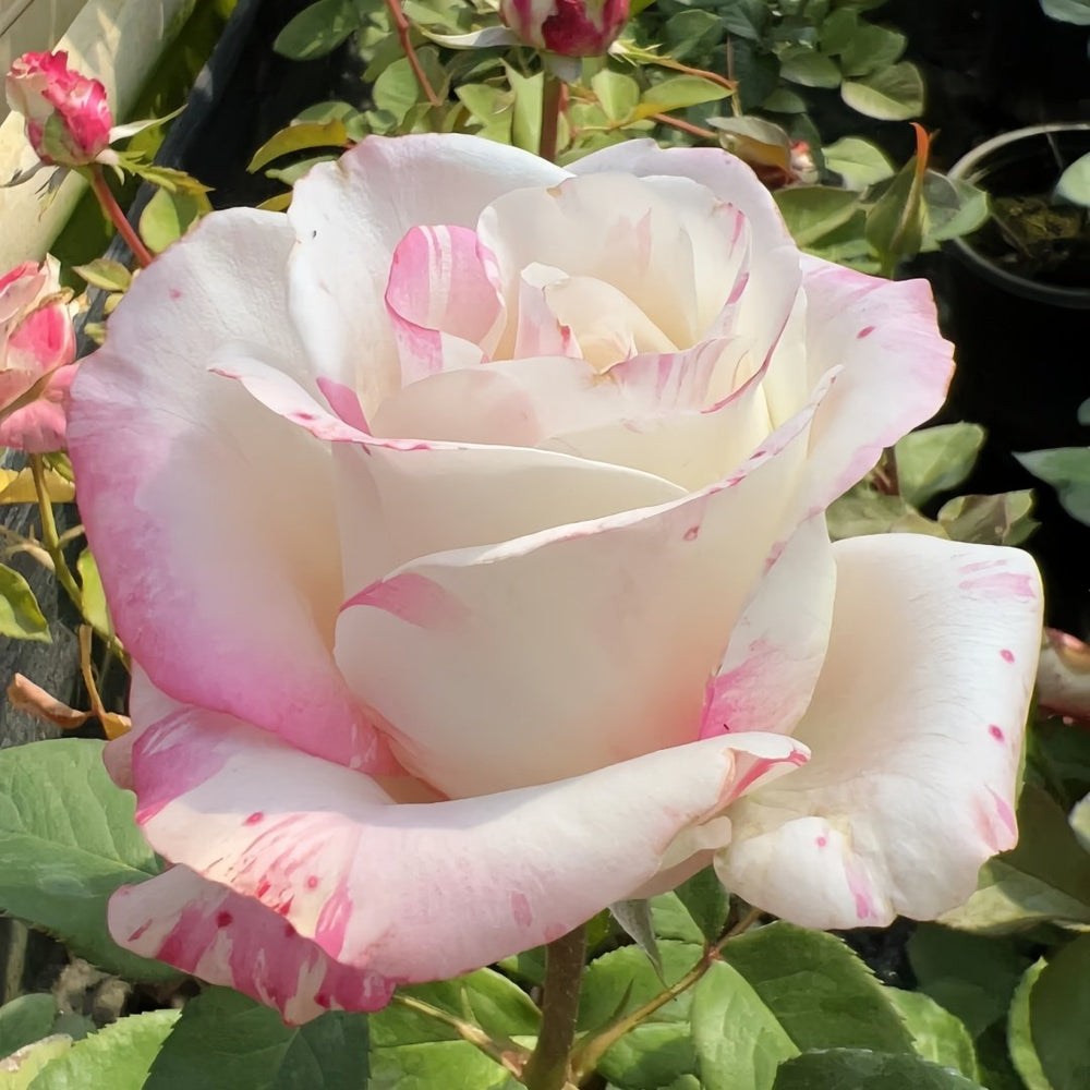 Nichang Rose Plant|霓裳 image 5