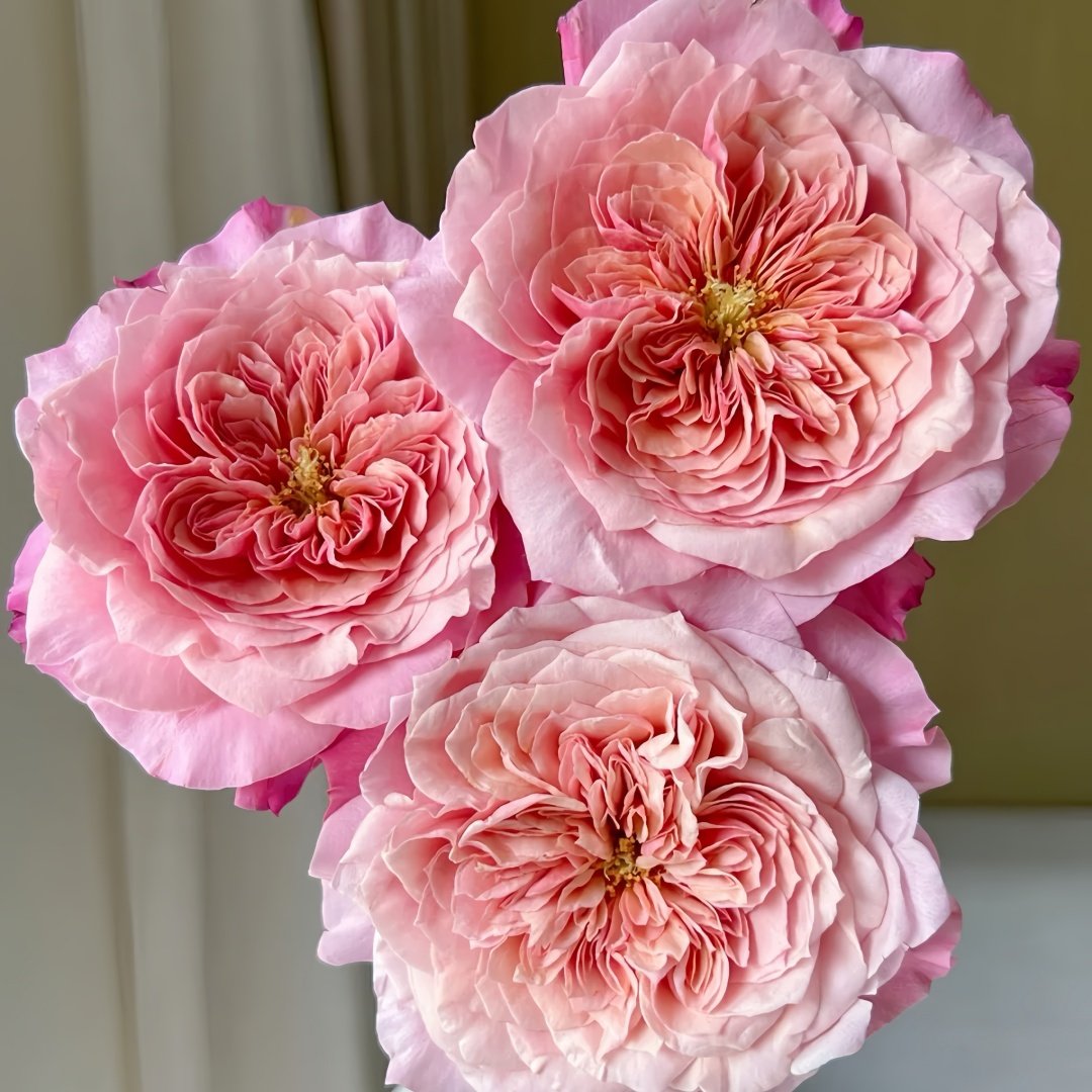 Miyabi Cha Rose Plant|茶雅 image 6