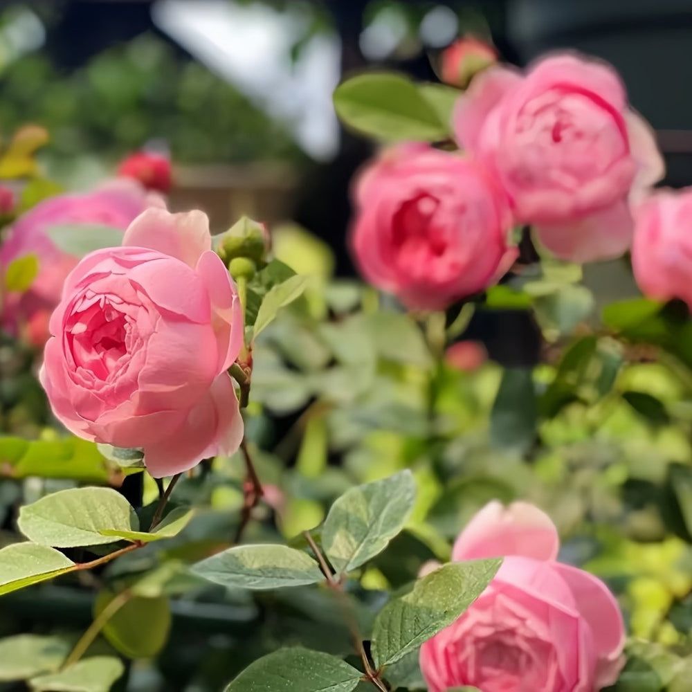 Momoka Rose Plant｜桃香 image 8