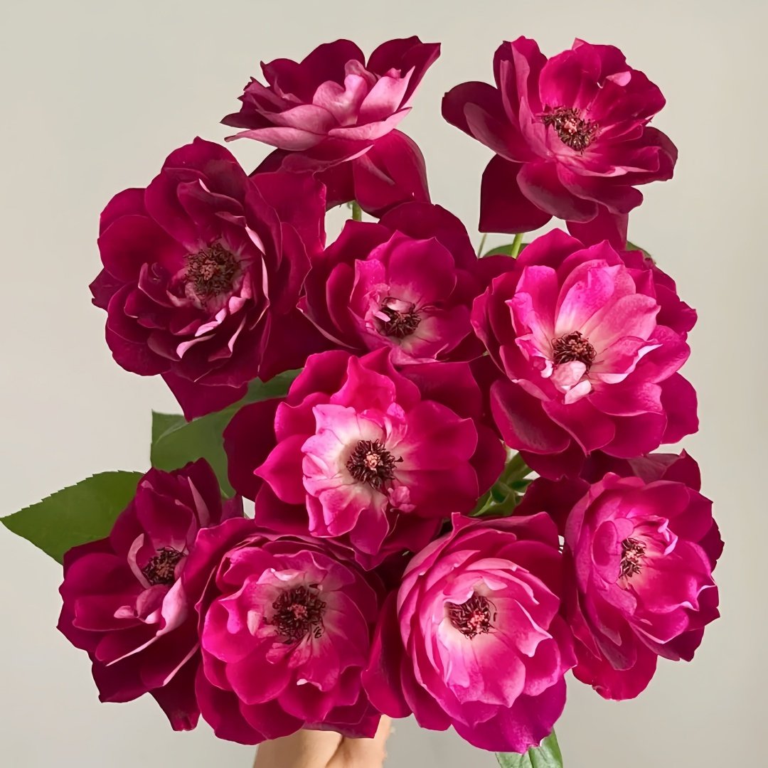 Burgundy lceberg Rose Plant|葡萄冰山 image 9