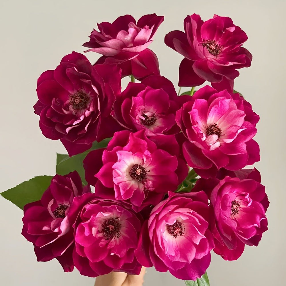 Burgundy lceberg Rose Plant|葡萄冰山 image 9