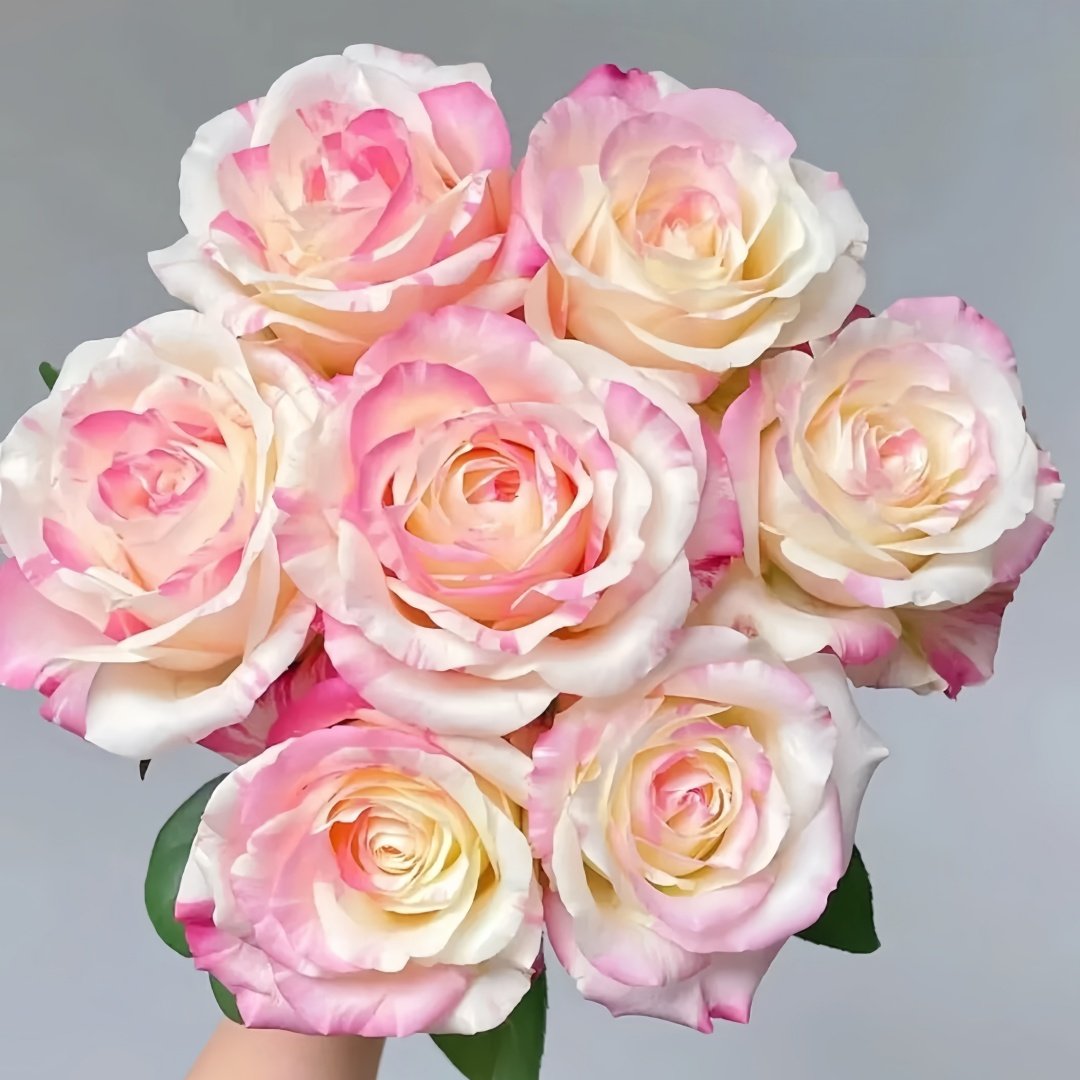 Nichang Rose Plant|霓裳 image 0