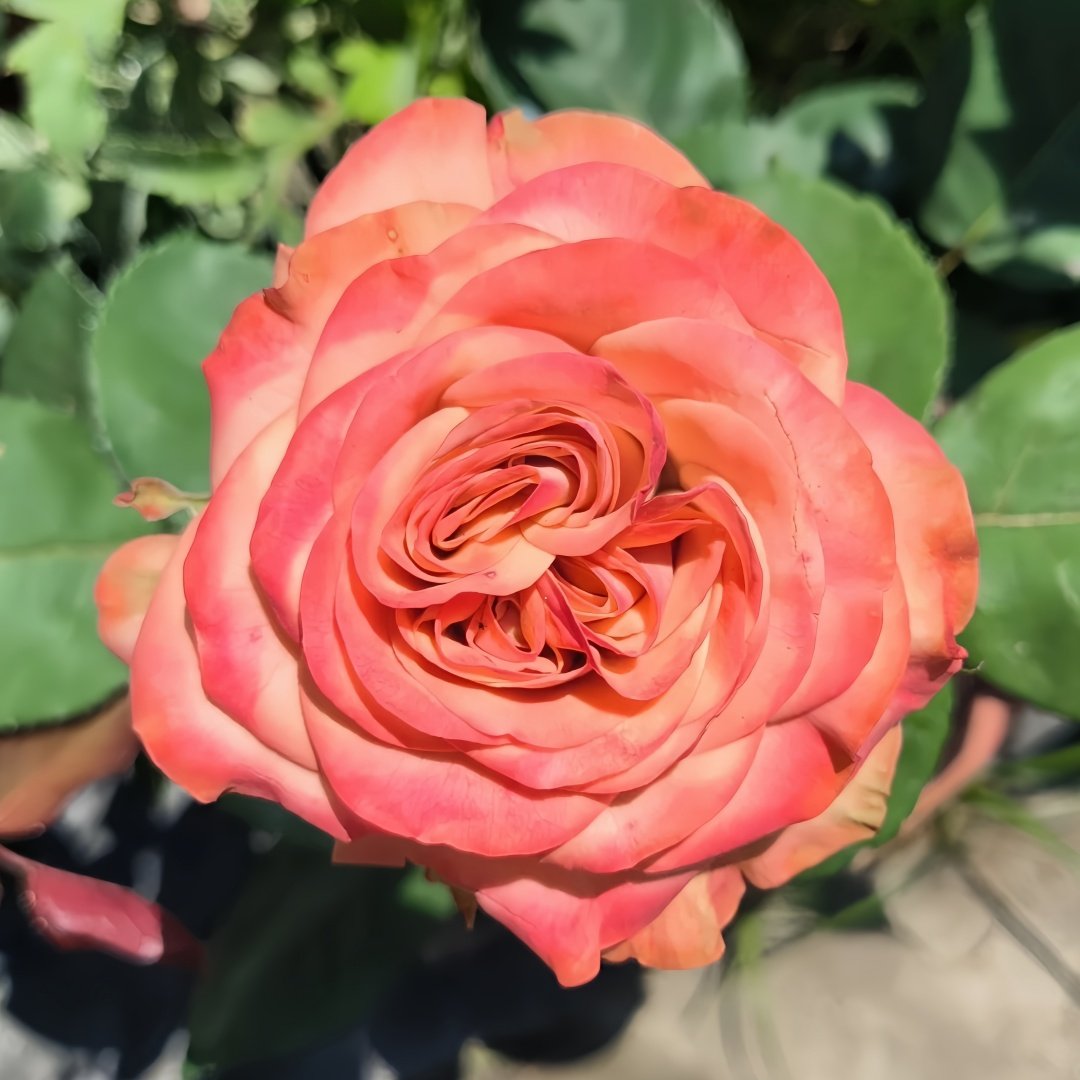 Cappuccino Rose Plant｜卡布奇诺 image 1