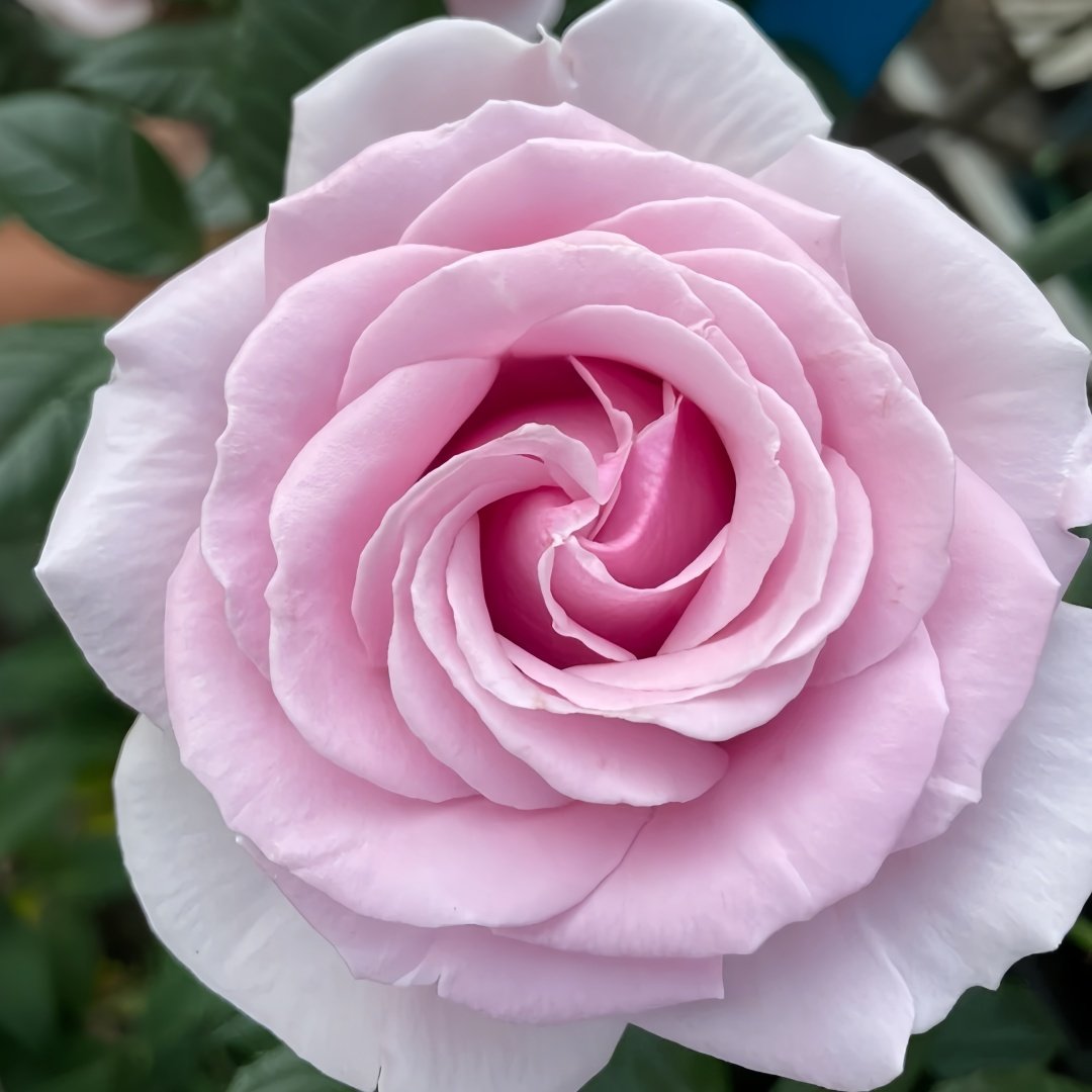 Pacific Blue Rose Plant|太平洋之蓝 image 8