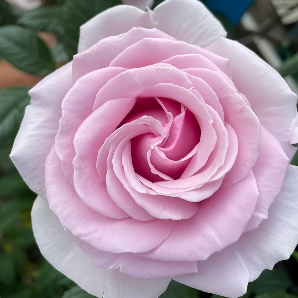 Pacific Blue Rose Plant|太平洋之蓝 image 8