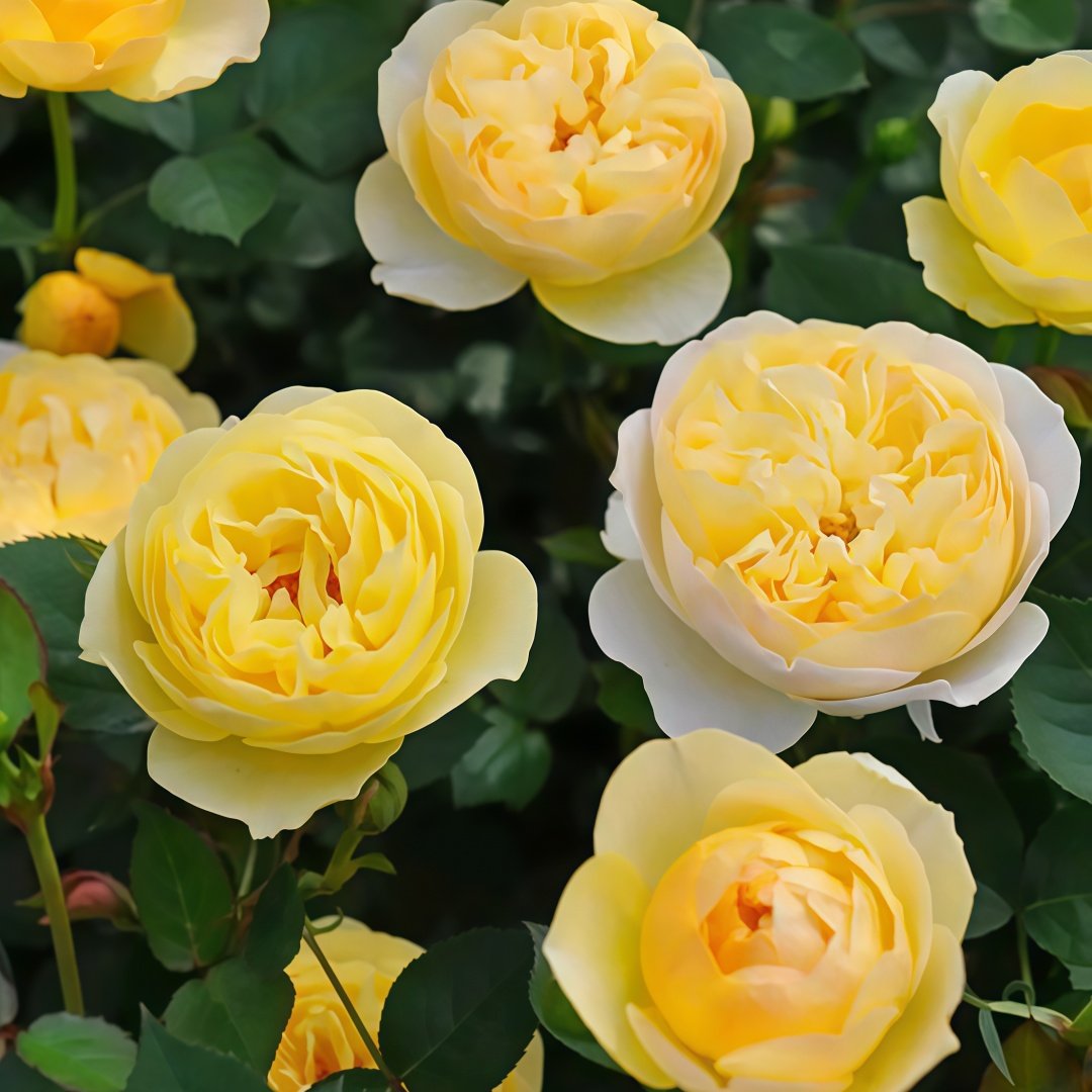 Luciole Rose Plant|萤火虫/路西欧 image 5
